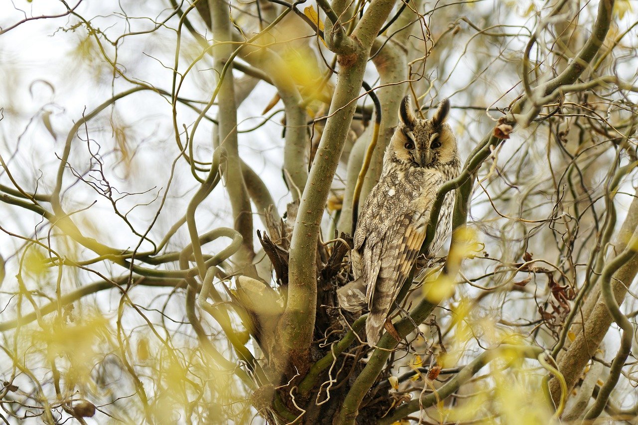 long-eared owl, bird, tree